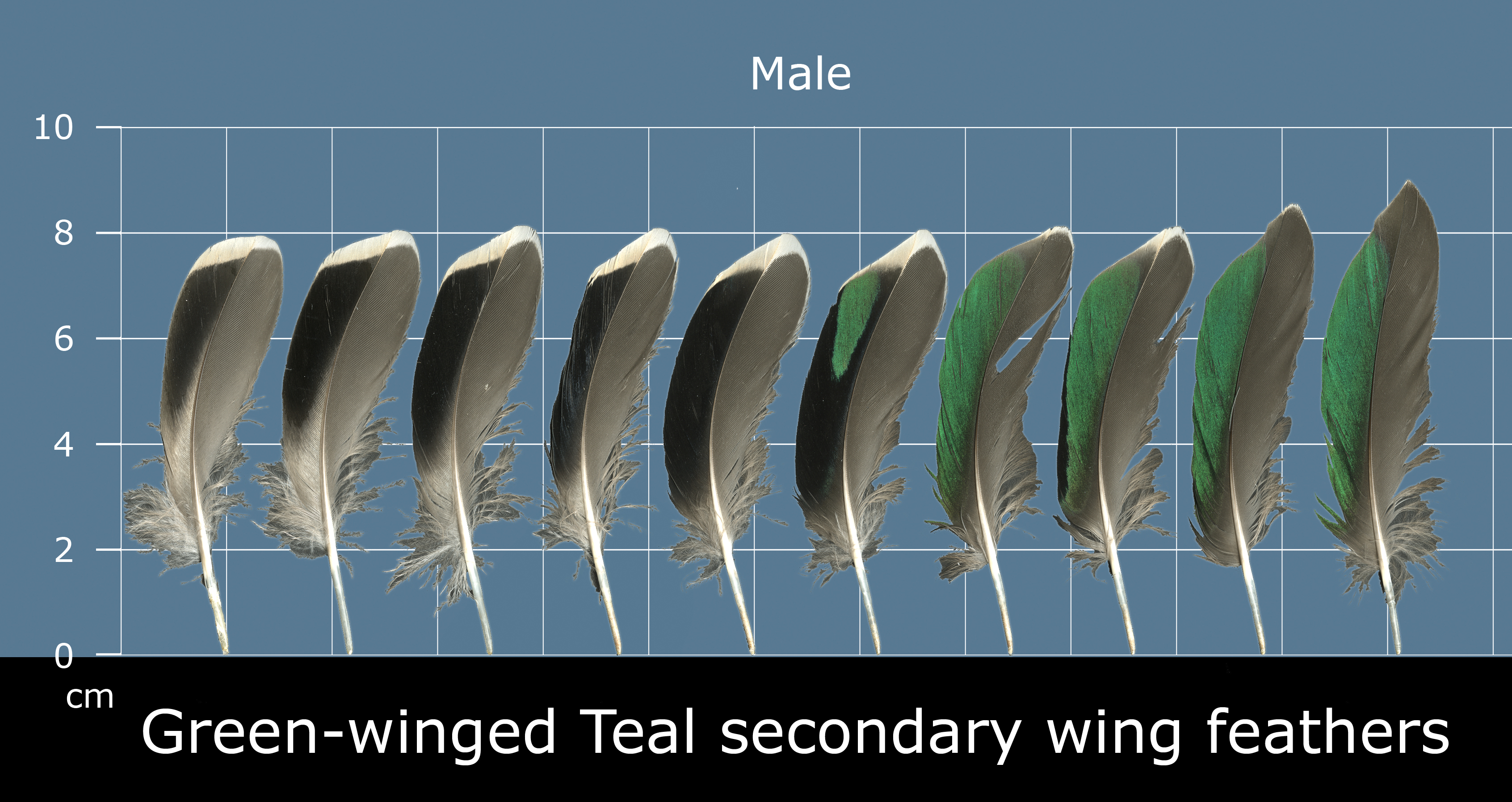 Green-winged Teal secondary wing feathers showing colorful speculum patch