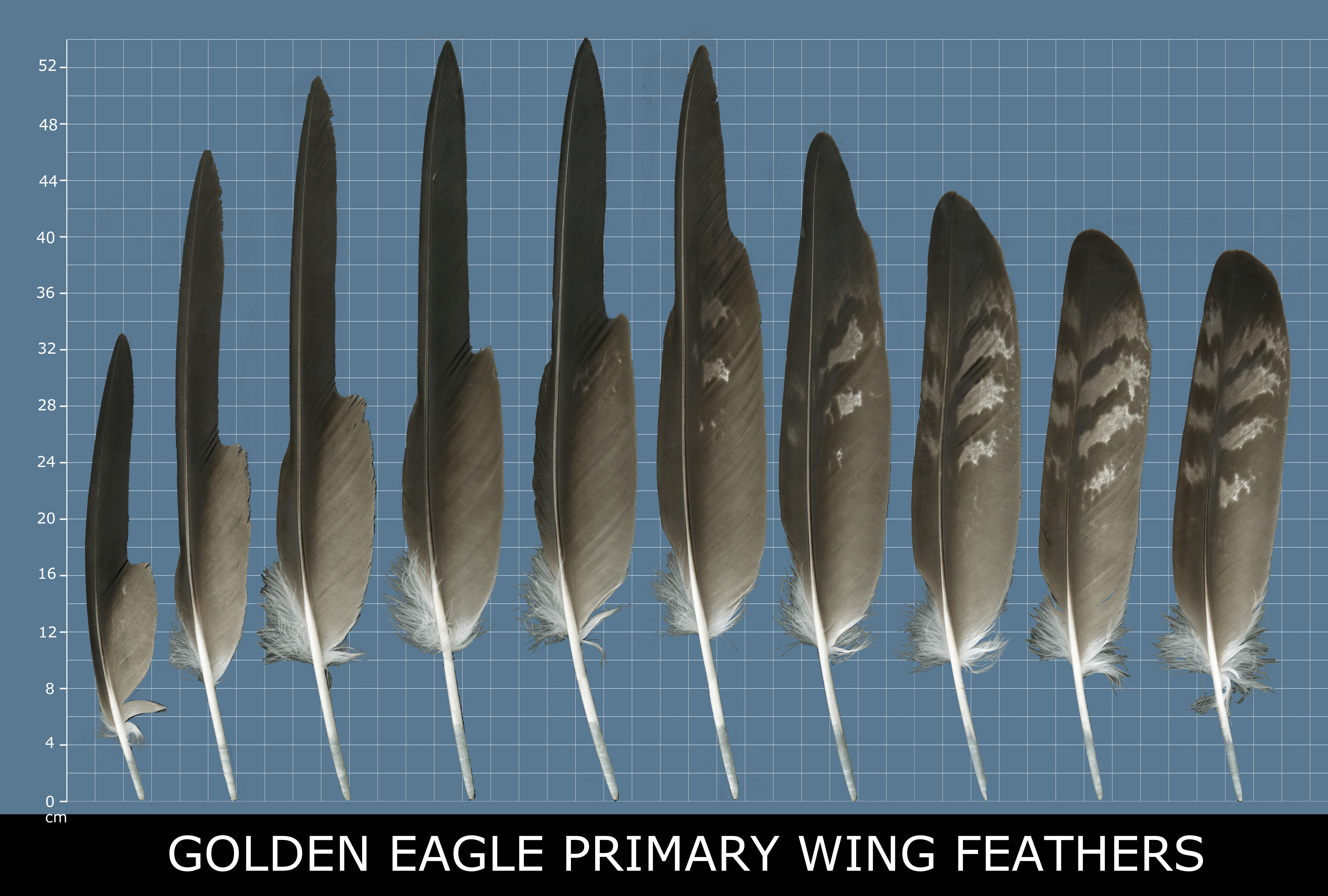 Example of primary wing feathers showing elongated finger-like tips