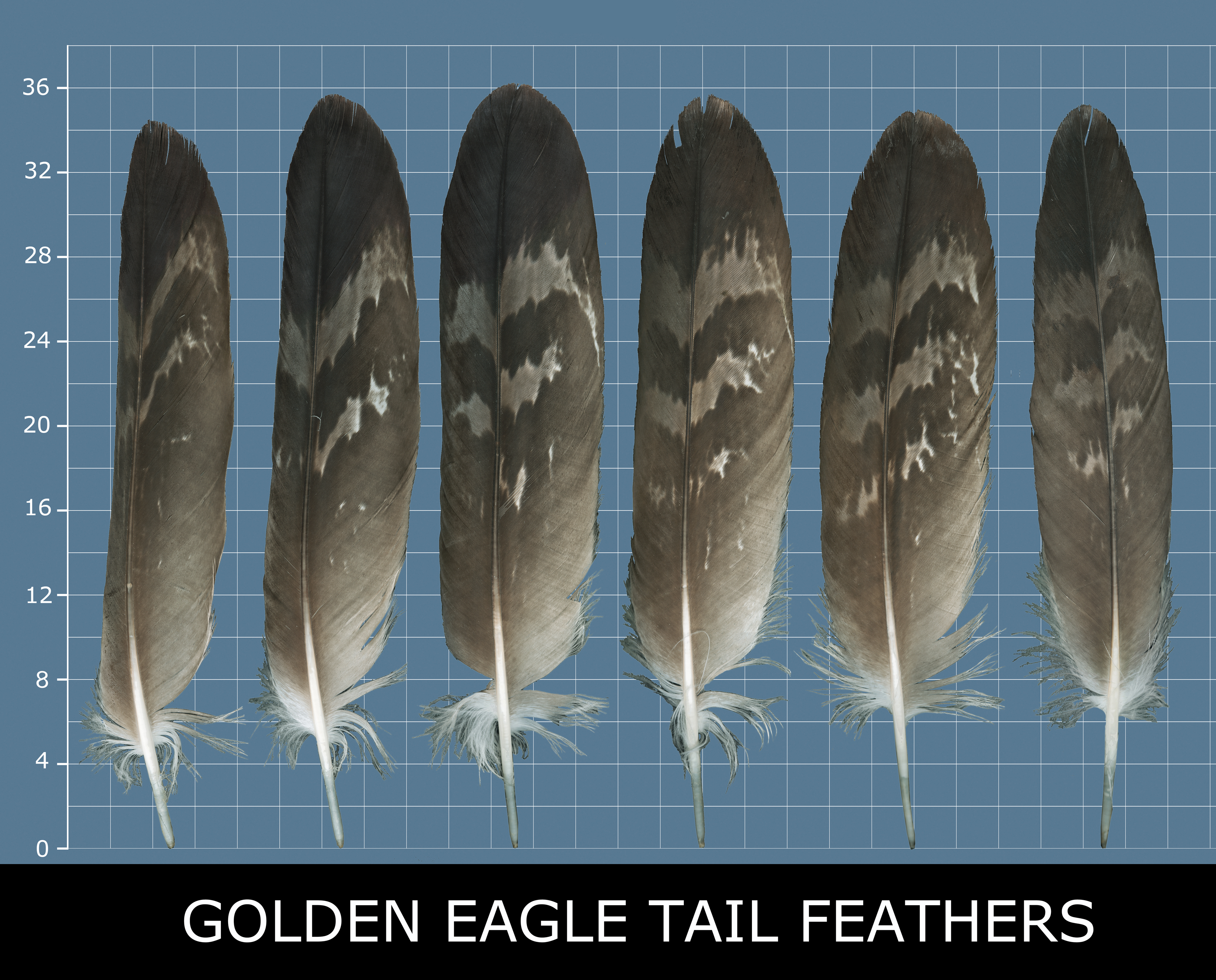 Example of tail feathers showing asymmetrical vanes