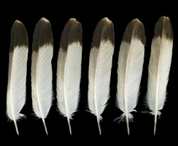 Example of feather with dark tip