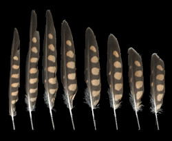 Example of spotted feather pattern