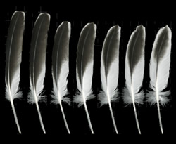 Example of two-tone feather pattern